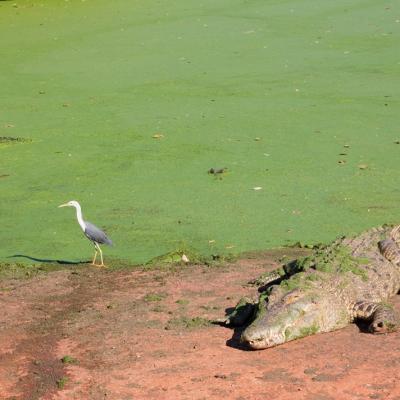 Malcolm Douglas Crocodile Park