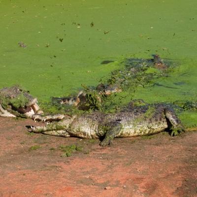 Malcolm Douglas Crocodile Park