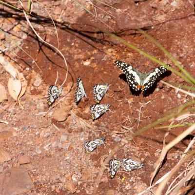 Karijini National Park