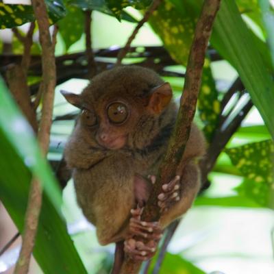 Tarsier Conservation Area