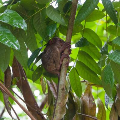 Tarsier Conservation Area