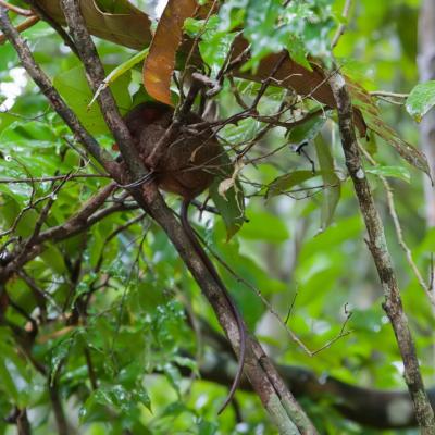 Tarsier Conservation Area