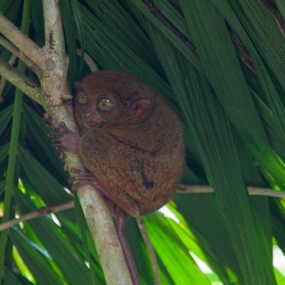 Tarsier Conservation Area