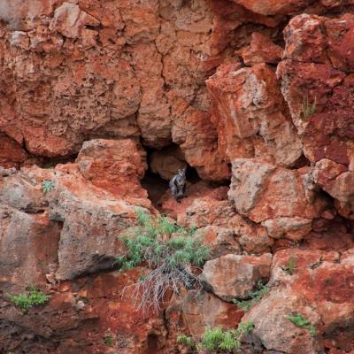 Yardie Creek