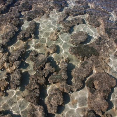 Hamelin Pool Stromatolithes