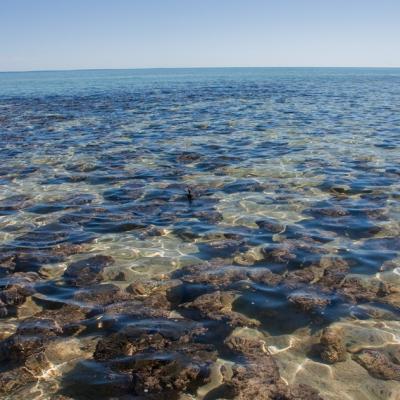 Hamelin Pool Stromatolithes