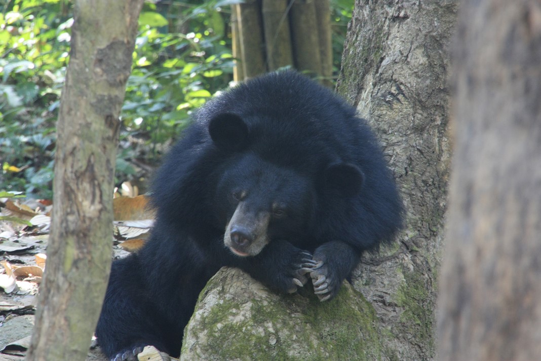 Kouang Si 