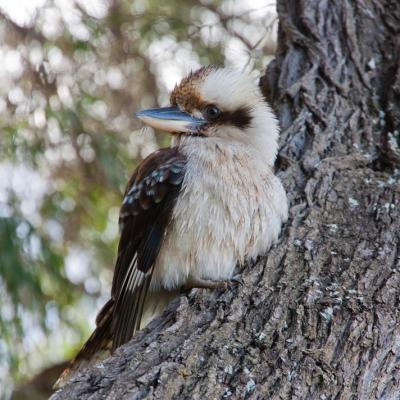 Kookaburra