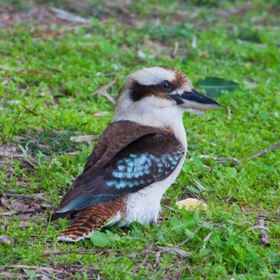 Kookaburra