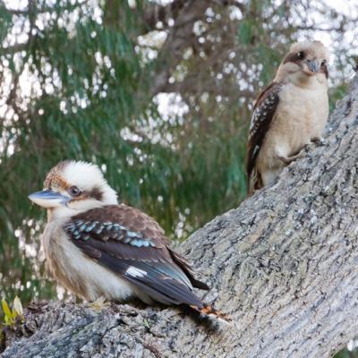 Kookaburra