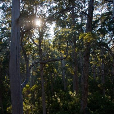 Bicentennial Tree