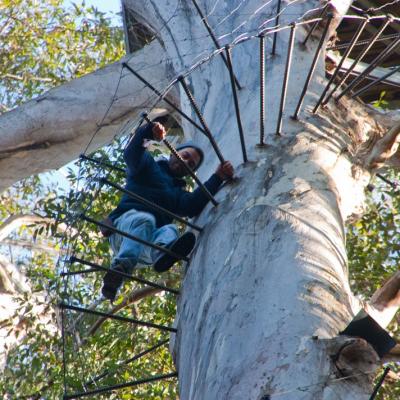 Bicentennial Tree