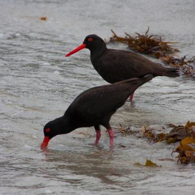 William Bay National Park