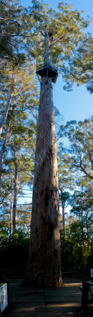 Bicentennial Tree