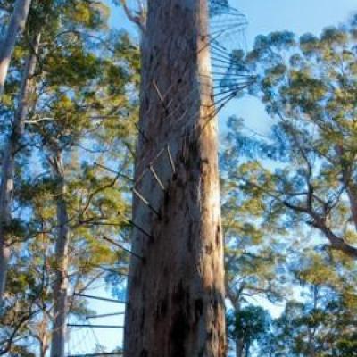 Bicentennial Tree